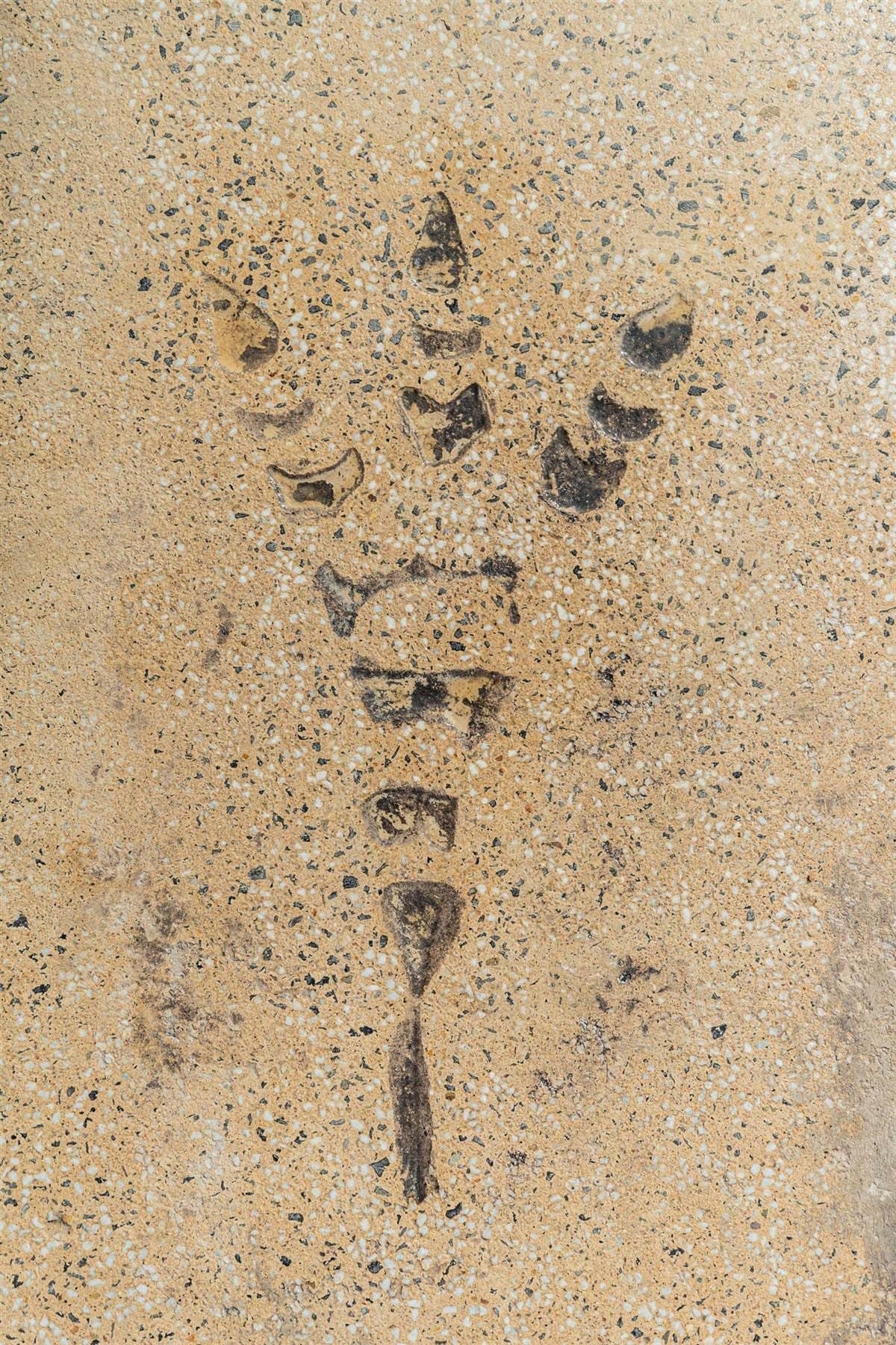 Sand-beige exposed aggregate concrete with an inlaid fossil-style plant motif