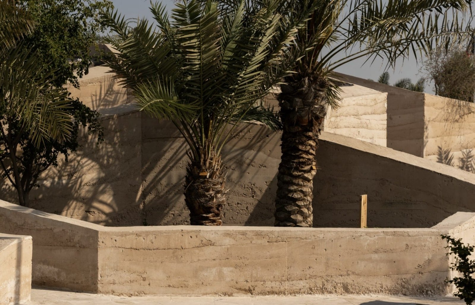 Date palms rising against in-situ rammed earth garden walls, the lift lines running through the strata.